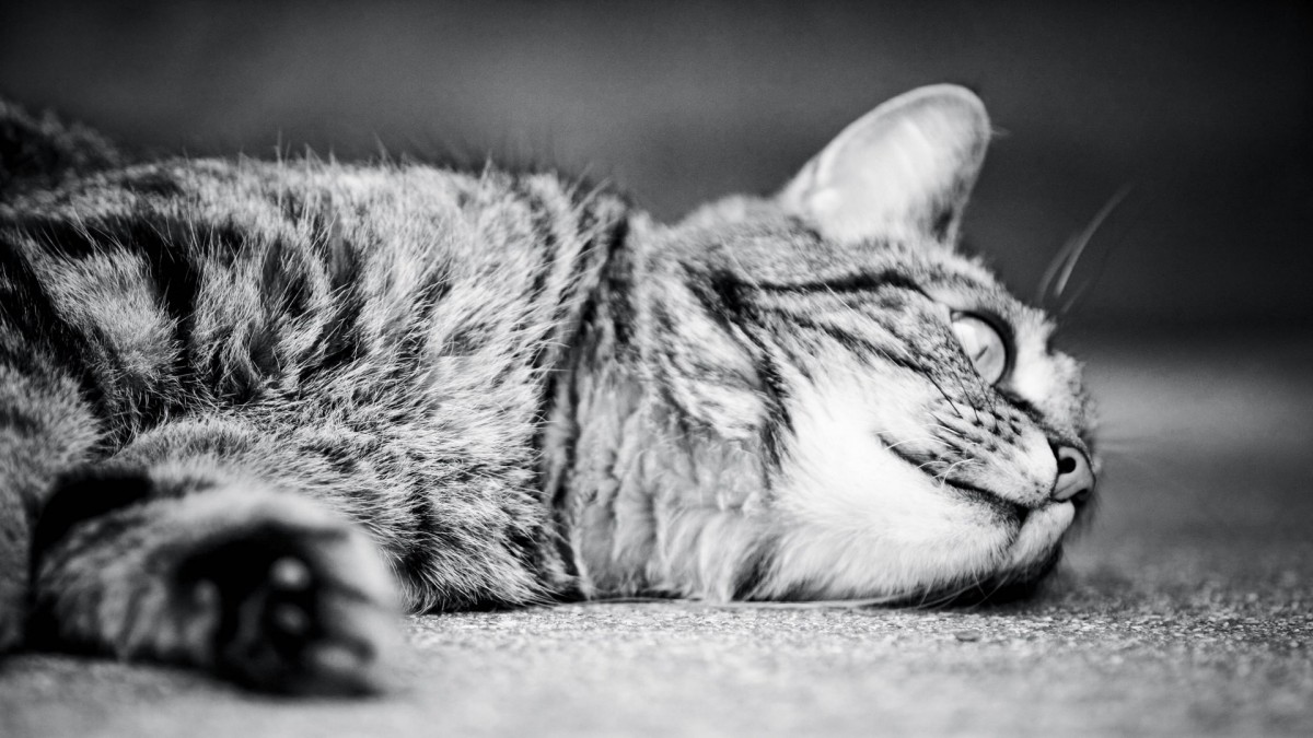 گربه-سیاه و سفید-خواب-خوابیدن-حیوان-حیوانات